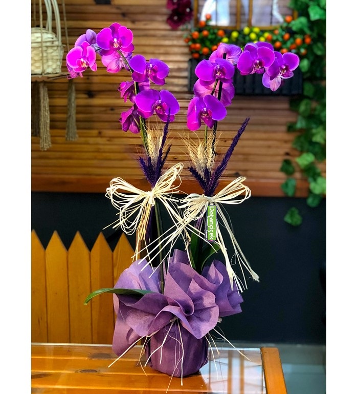 Esenyurt Orkide Si,parişi - çiçekçi ,çiçekçi iletişim,fusya-orkideler
