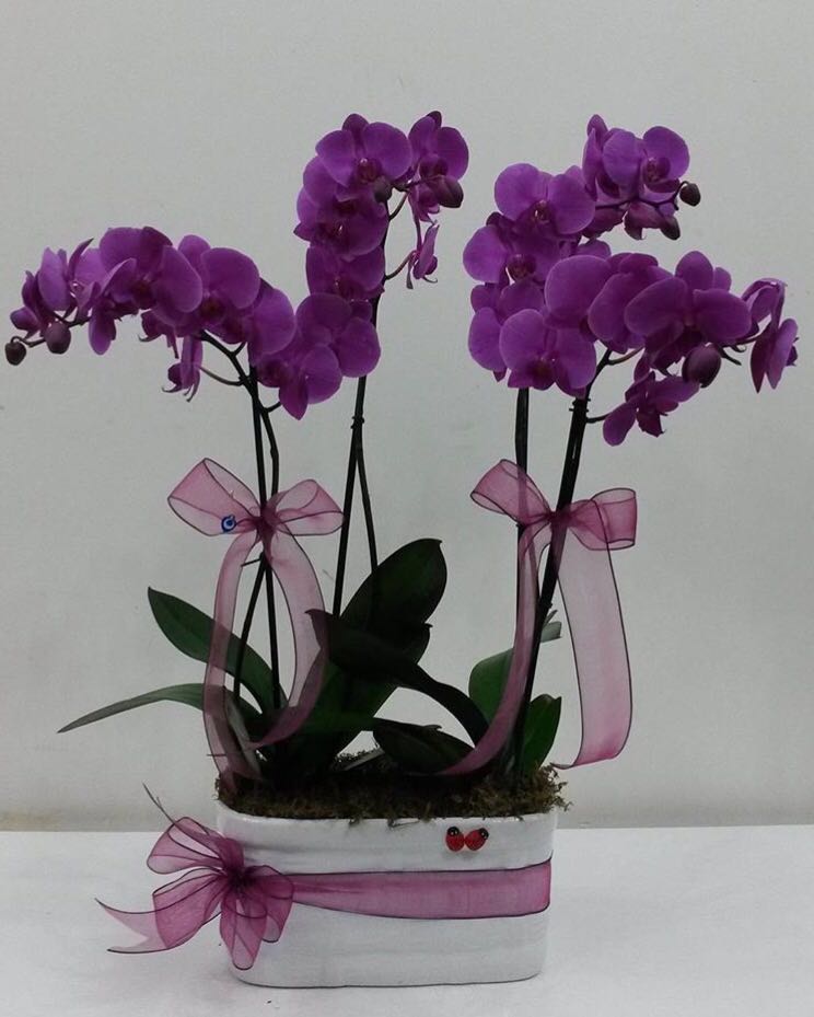 Doğum Günü Çiçekleri Beylikdüzü çiçekçi ,çiçekçi iletişim,4-koklu-mor-orkide