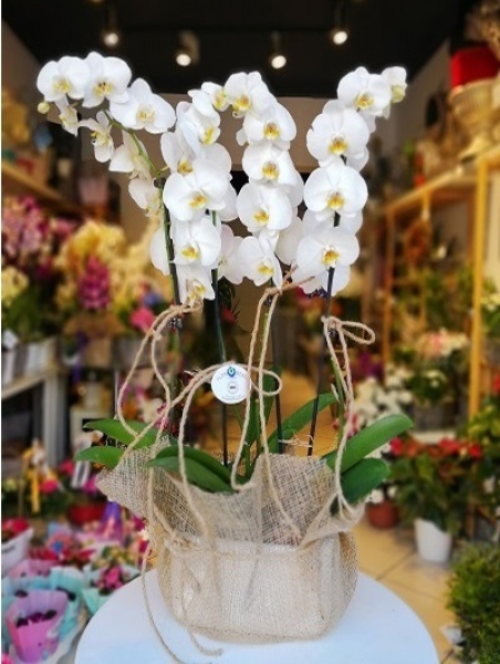4-dalli-beyaz-orkide