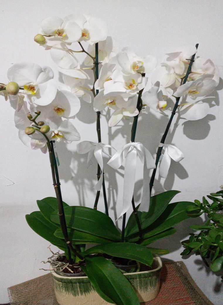 4.dalli-orkide