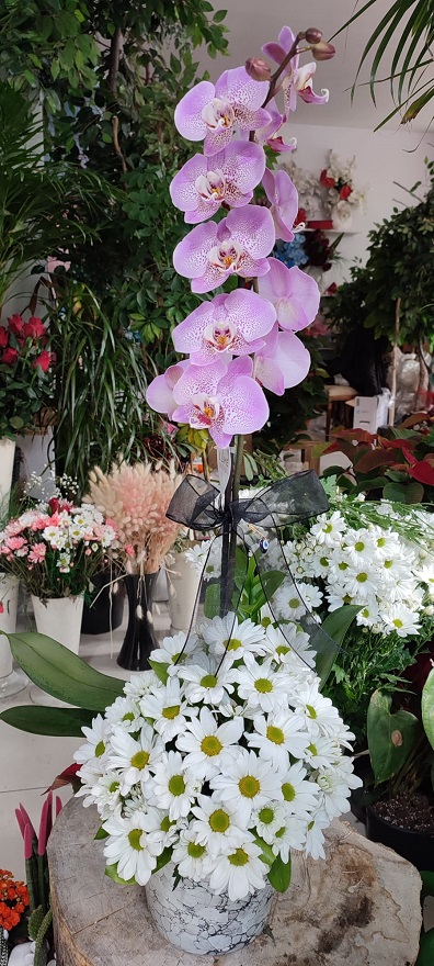 arajmanli-orkide