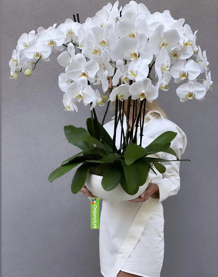 Esenyurt Orkide Si,parişi - çiçekçi ,çiçekçi iletişim,star-vip-orkide-bahcesi