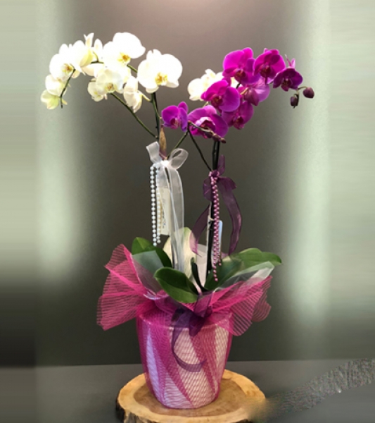 2-renkli-orkide