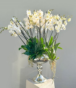 Do�um G�n� �i�e�i 3