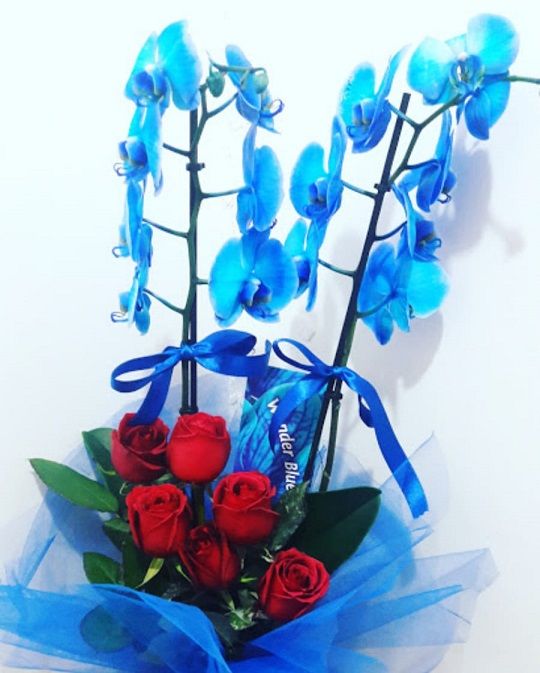 Do�um G�n� �i�e�i 6